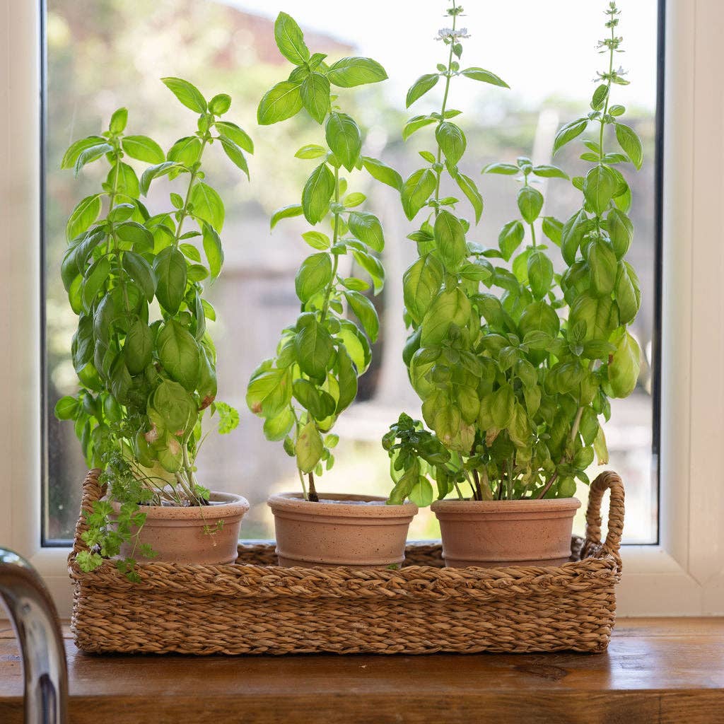 Bhadra Seagrass Rectangular Tray with Handles
