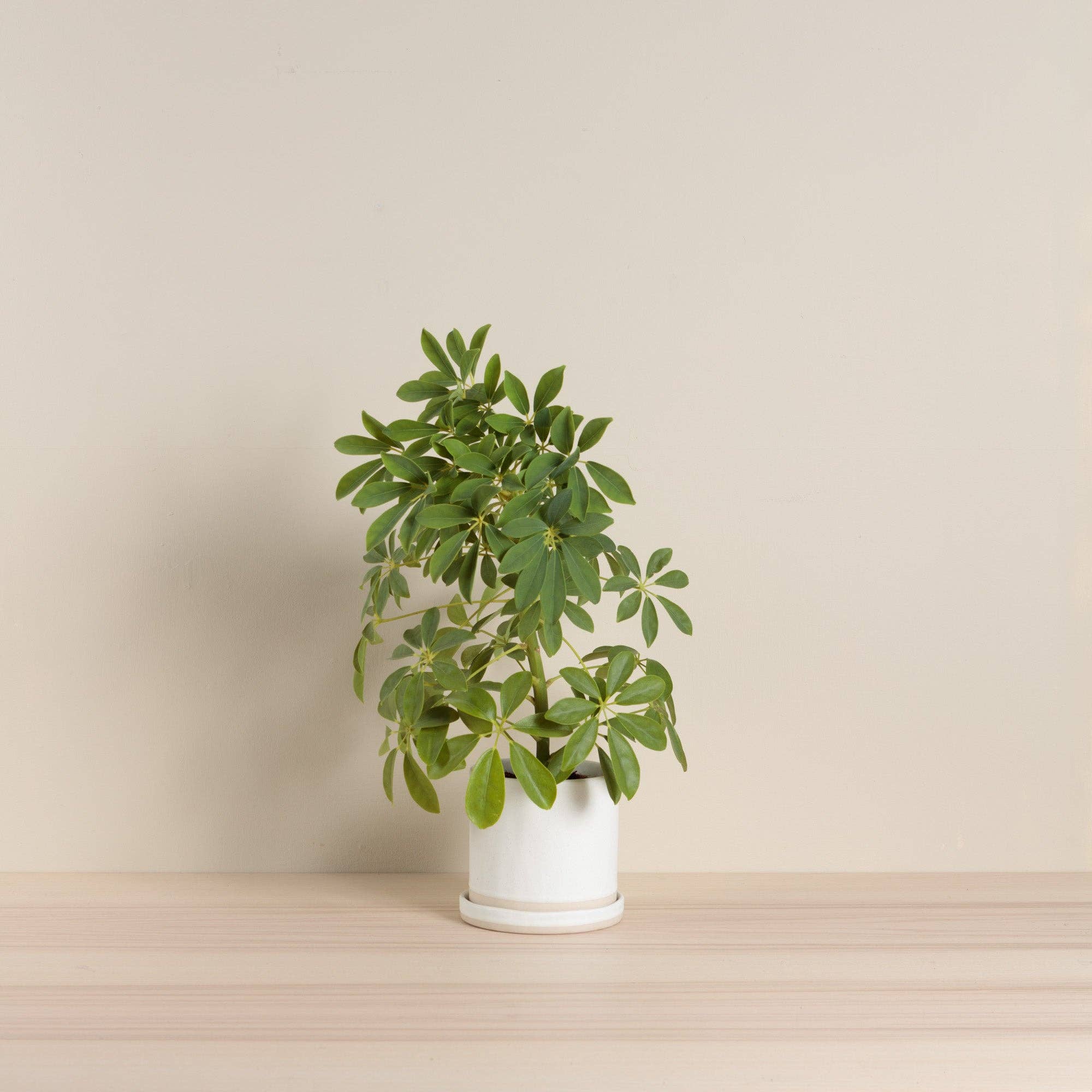 Organics Planter & Tray - Oatmeal